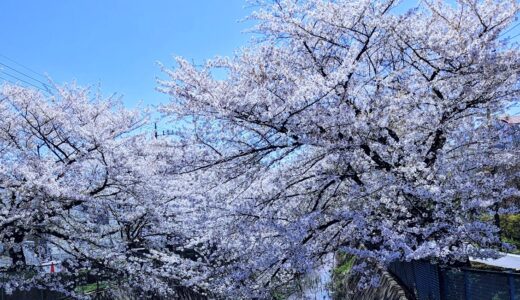 1年で一番好きかも。桜の季節。