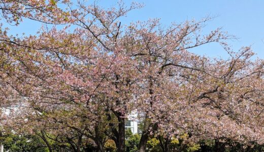 公園の遊具の譲り合い、どうしているの？