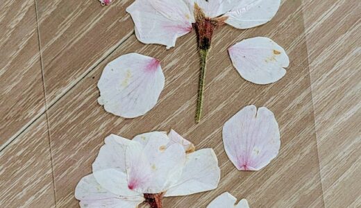 押し花で桜を保存した話