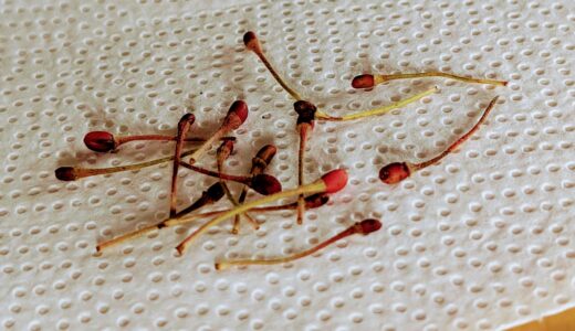 こどもの持ち帰った植物はどこまで保存する？押し花作戦