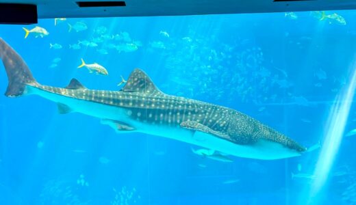 【3歳児】子連れで沖縄瀬底旅行～美ら海水族館・海洋博公園～