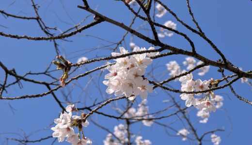 今年も桜を愛でられました